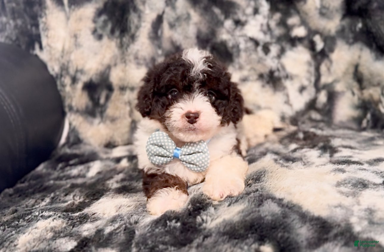 Mini Aussiedoodle dogs S’more - Ad 7