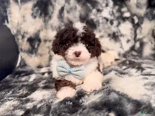 Mini Aussiedoodle dogs S’more - Ad 7