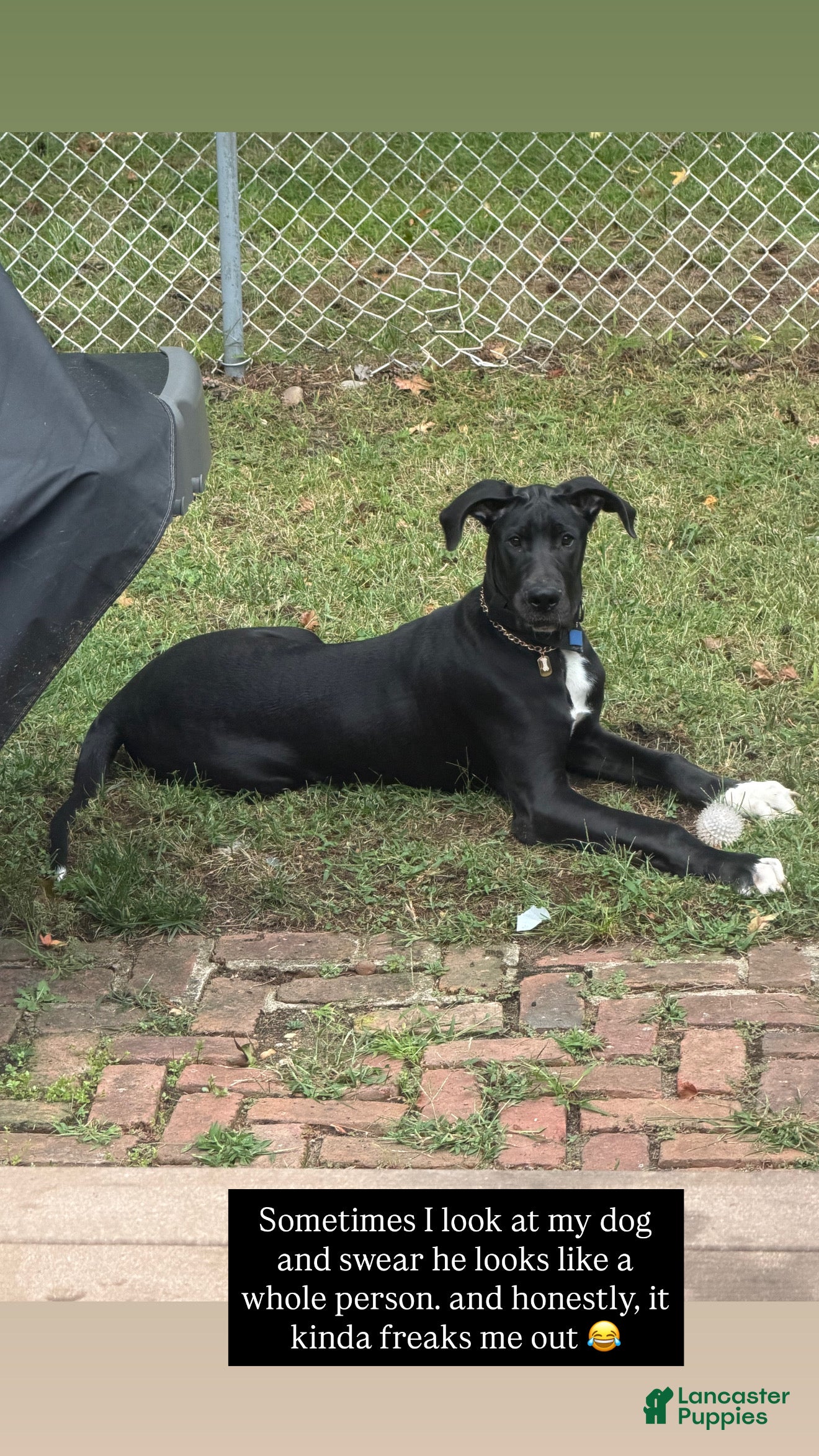 Great Dane dogs for sale: Dino - Ad 2