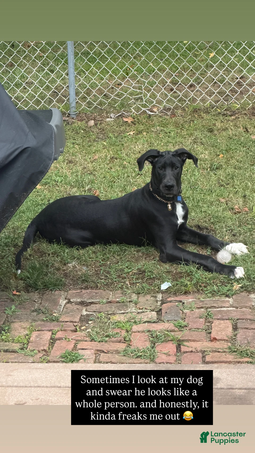 Great Dane dogs for sale: Dino - Ad 1