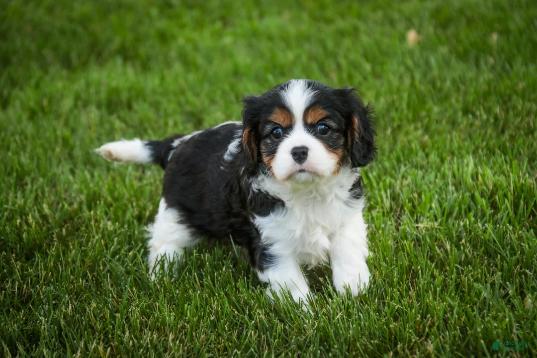 Cavalier King Charles Spaniel dogs for sale: Landry - Ad 2