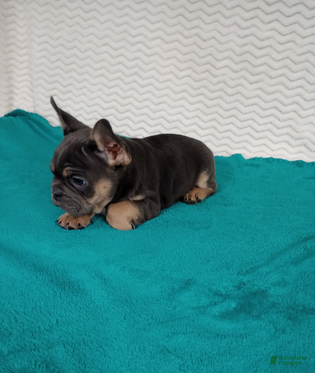 French Bulldog dogs for sale: Henry  - Ad 5