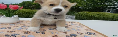 Puppy 6 Buddy