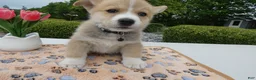 Welsh Corgi Pembroke dogs for sale: Puppy 6 Buddy - Ad 1