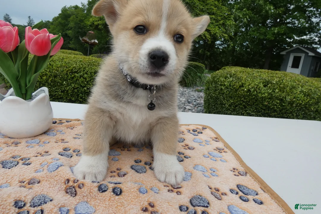 Welsh Corgi Pembroke dogs for sale: Puppy 6 Buddy - Ad 1