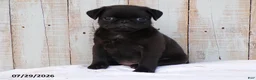 Pug dogs for sale: Coffee - Ad 1