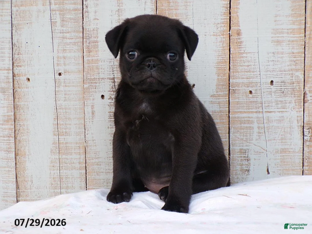 Pug dogs for sale: Coffee - Ad 1