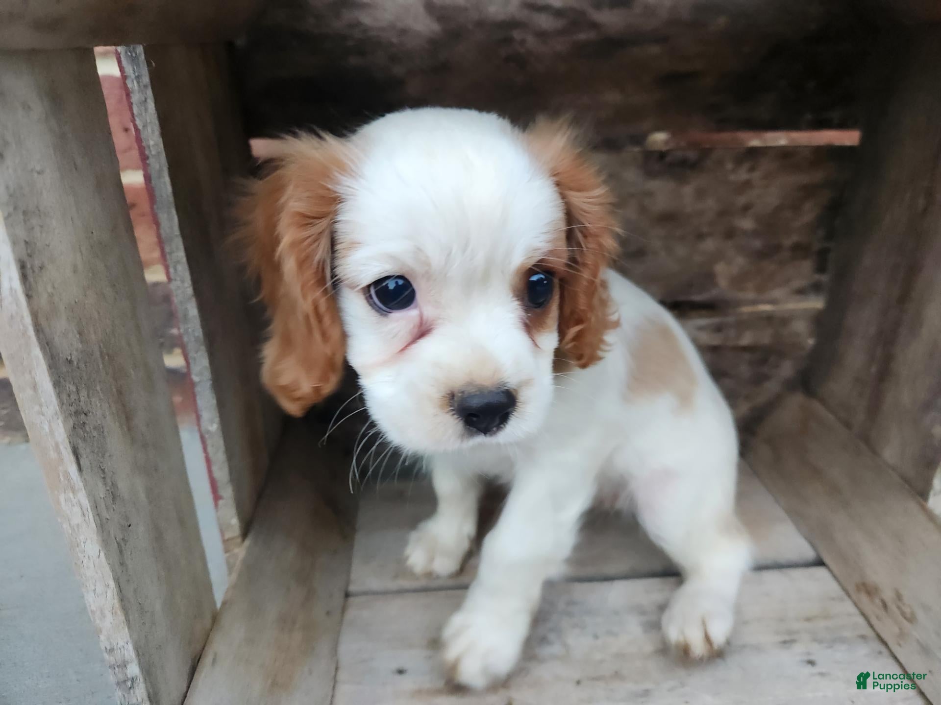 Cavalier King Charles Spaniel dogs MilkyWay - Ad 2