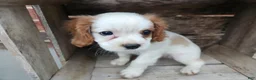 Cavalier King Charles Spaniel dogs for sale: MilkyWay - Ad 2