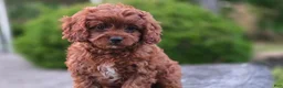Cavapoo dogs for sale: Hudson - Ad 11