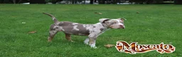 Mixed Breed dogs for sale: Mascot $3500 obo - Ad 2