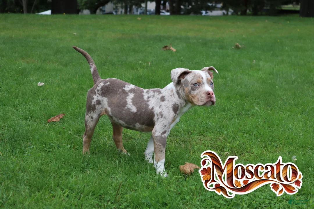 Mixed Breed dogs for sale: Mascot $3500 obo - Ad 2