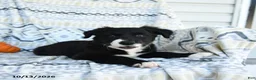 Border Collie dogs for sale: Erick - Ad 3