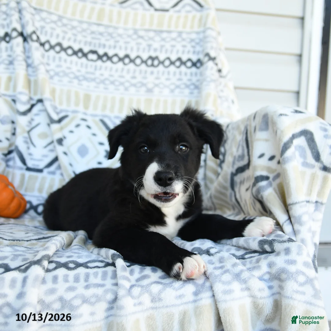 Border Collie dogs for sale: Erick - Ad 3