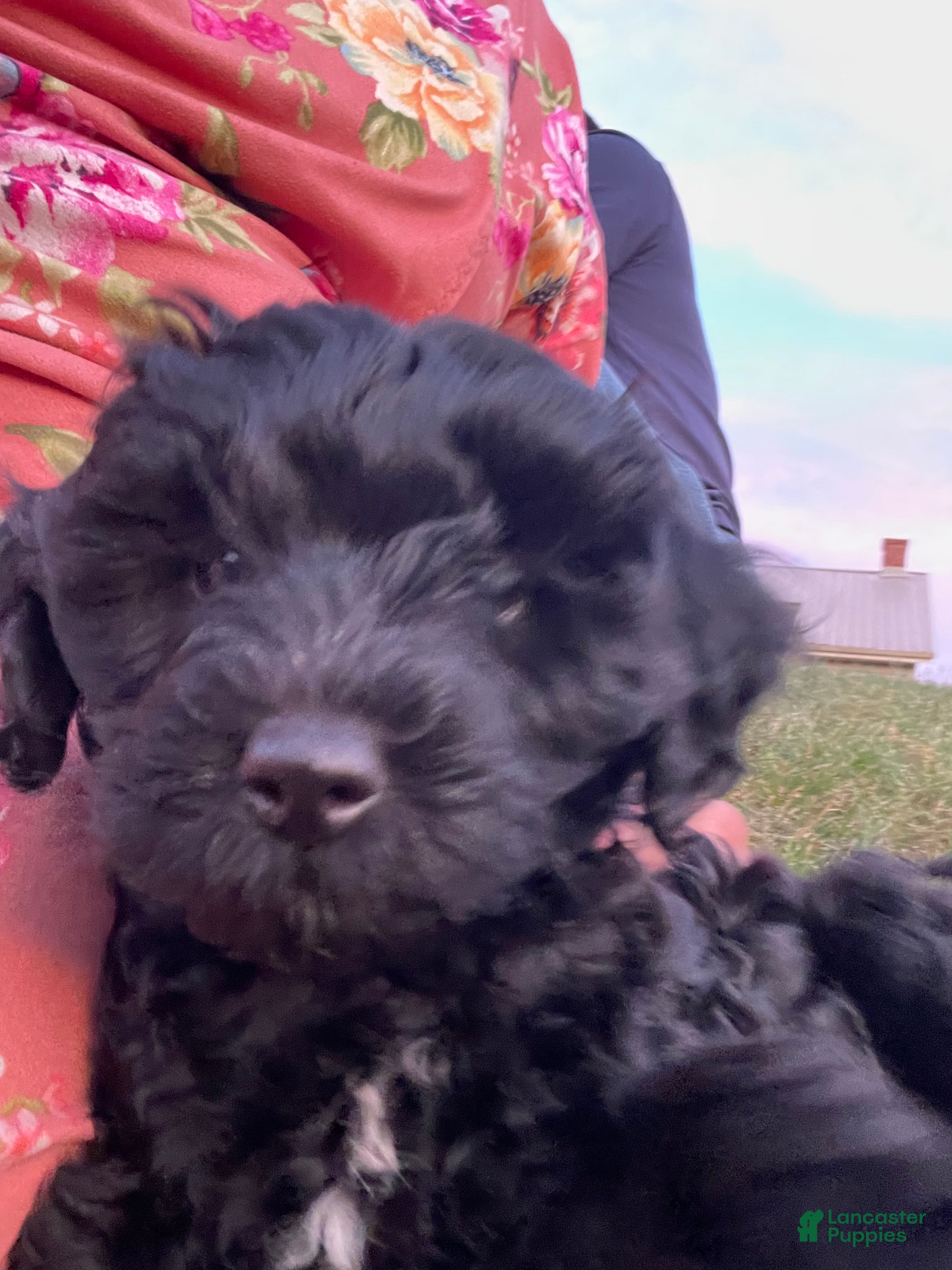 Miniature Poodle dogs Jimmy - Ad 2