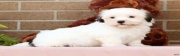 Malshi dogs for sale: Braxton - Ad 6