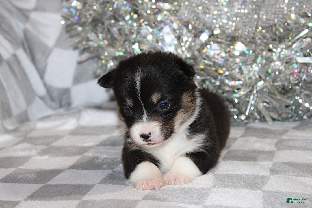 Welsh Corgi Pembroke dogs for sale: Carlotta - Ad 5