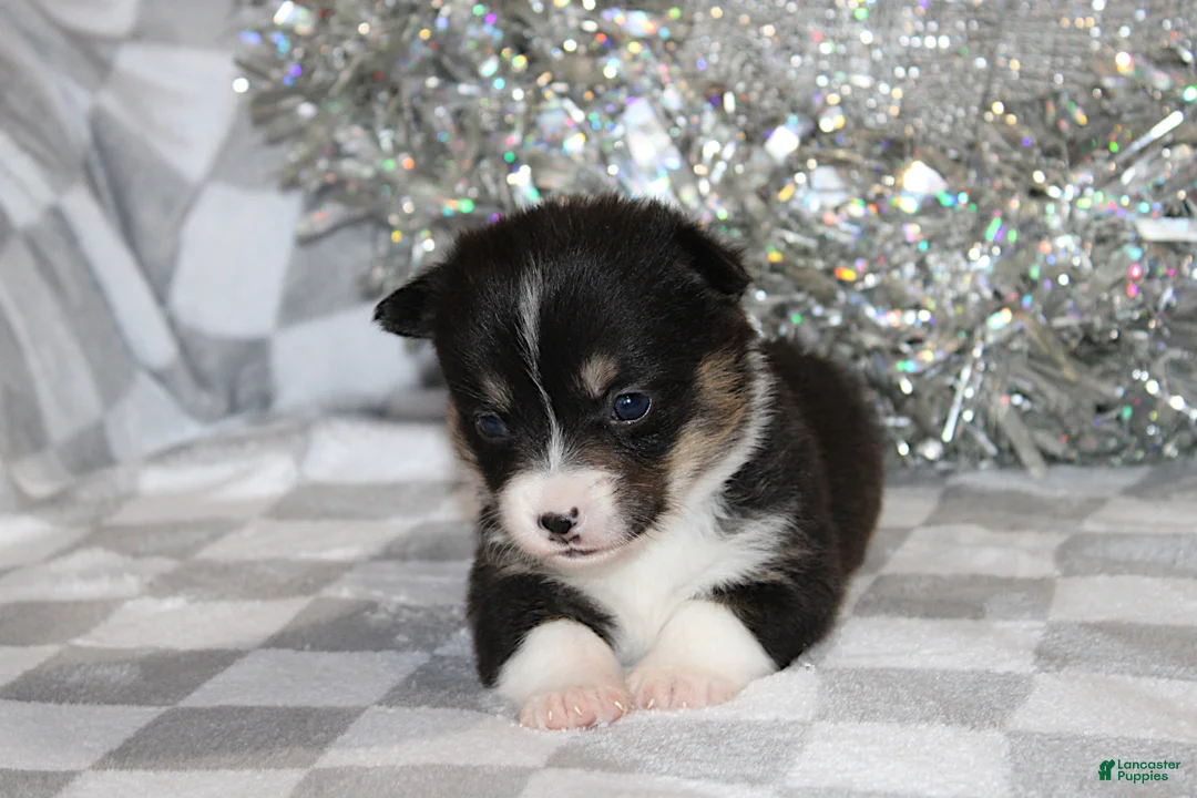 Welsh Corgi Pembroke dogs for sale: Carlotta - Ad 5