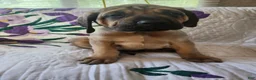 Bullmastiff dogs for sale: Bullmastiff Puppy 3 - Ad 2