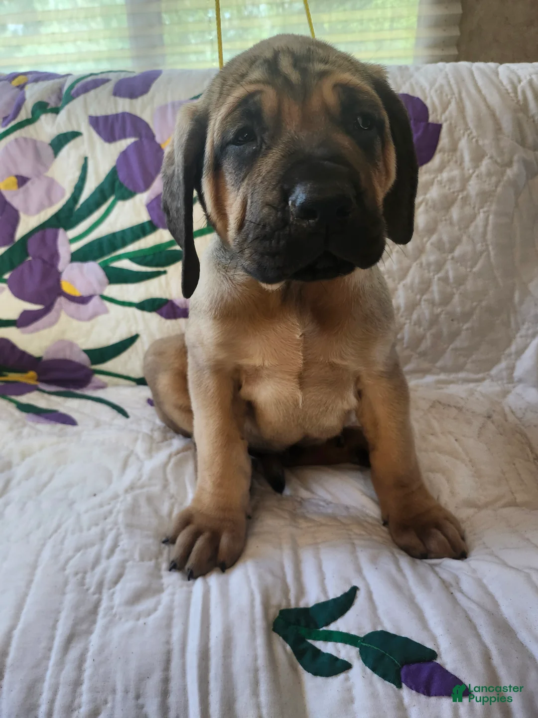 Bullmastiff dogs for sale: Bullmastiff Puppy 3 - Ad 2