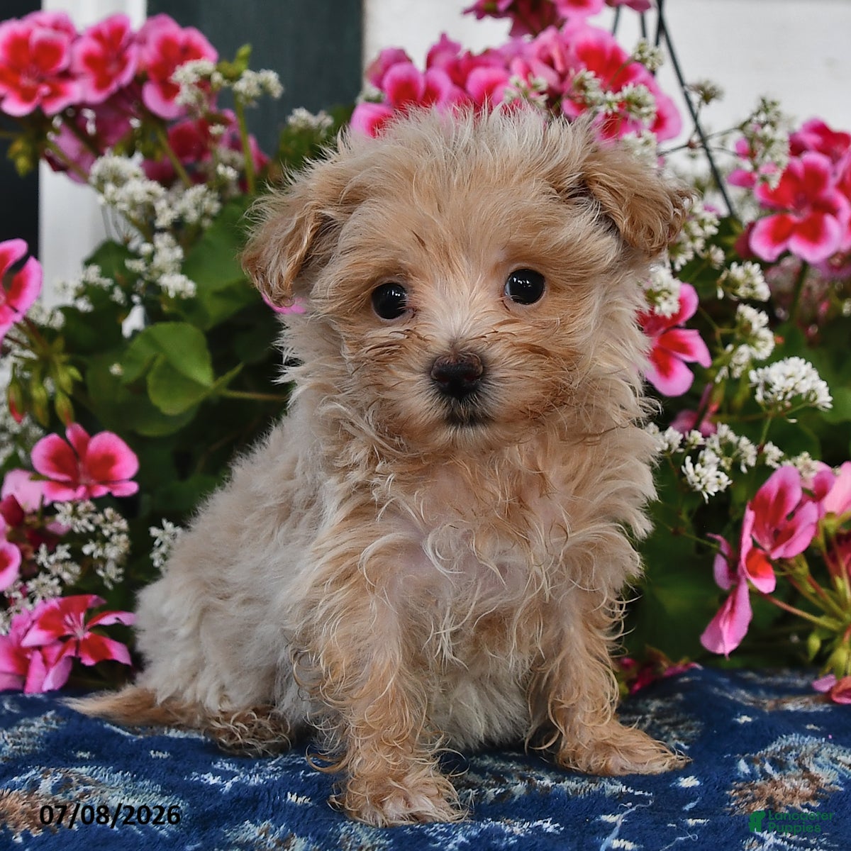 Maltipoo dogs Sofia - Ad 1