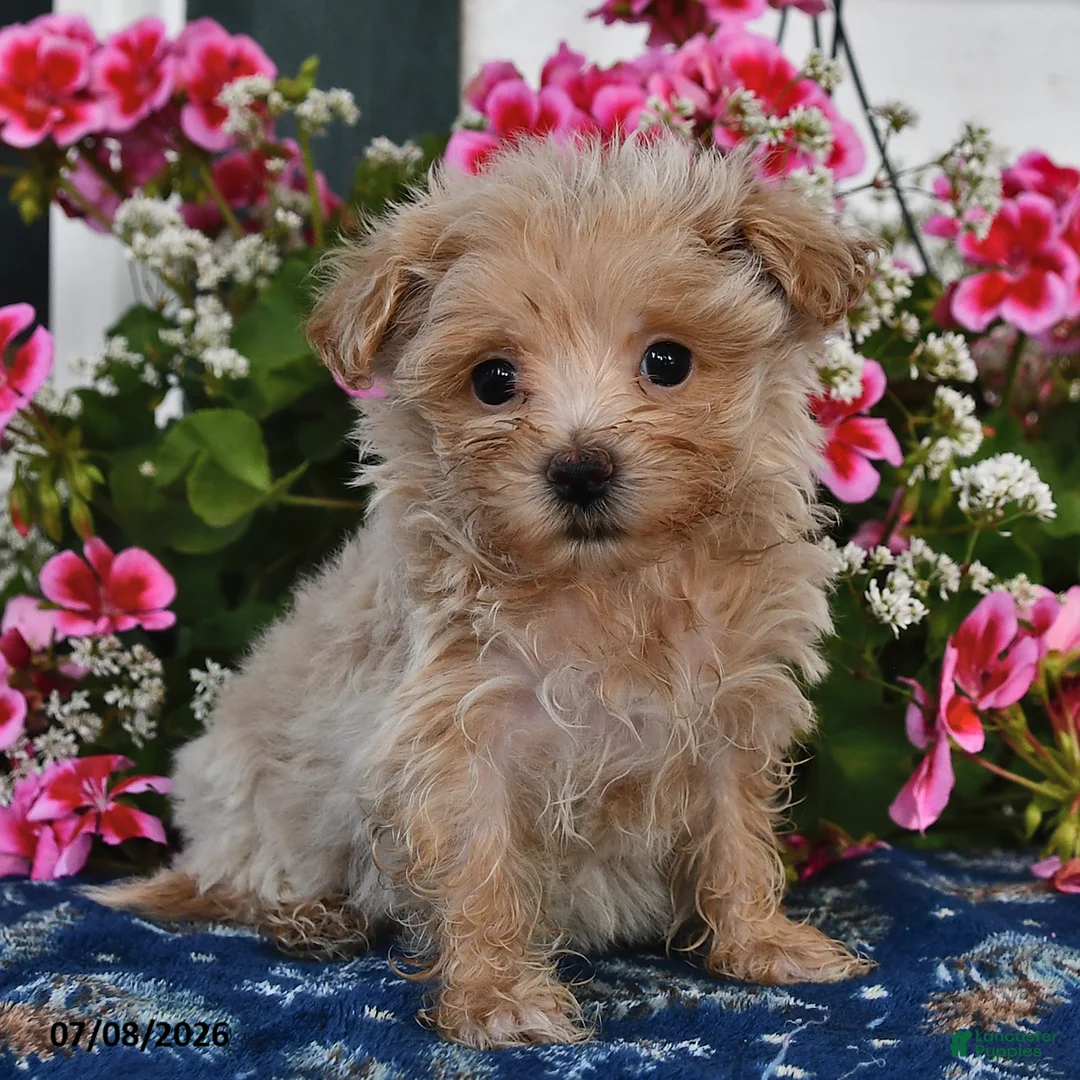 Maltipoo dogs for sale: Sofia - Ad 1