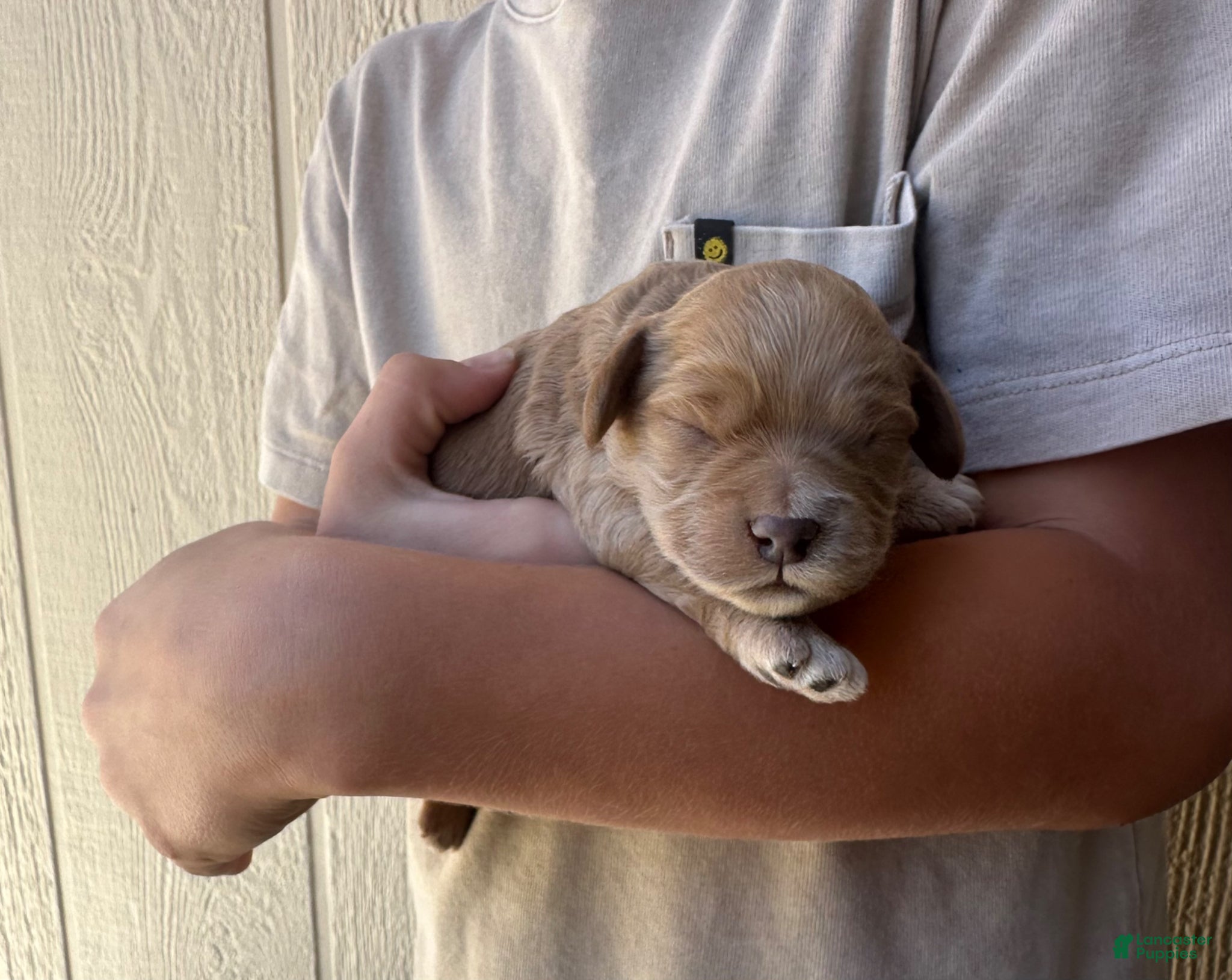 Cockapoo dogs Scout - Toy Cockapoo  - Ad 2