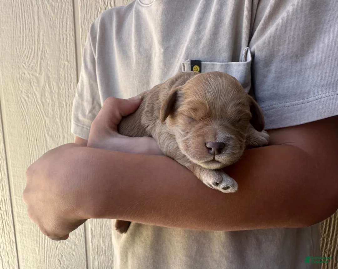 Cockapoo dogs for sale: Scout - Toy Cockapoo  - Ad 2