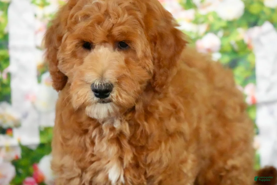 Goldendoodle dogs for sale: Eagle - Ad 5