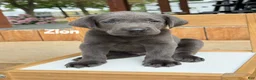 Labrador Retriever dogs for sale: Zion - Charcoal Male - Ad 1