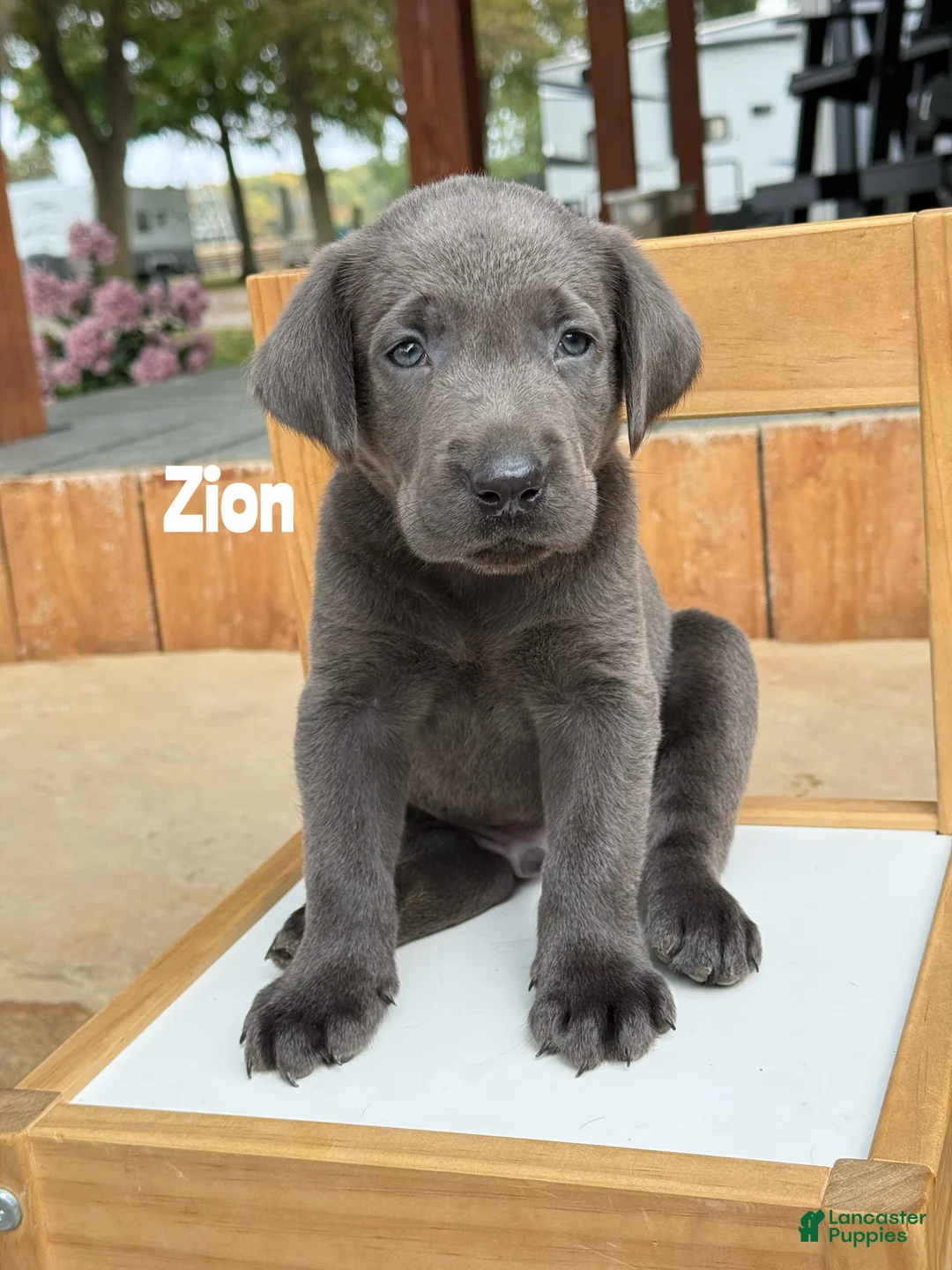 Labrador Retriever dogs for sale: Zion - Charcoal Male - Ad 1