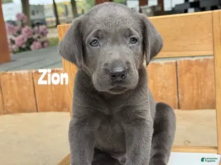Labrador Retriever dogs Zion - Charcoal Male - Ad 22