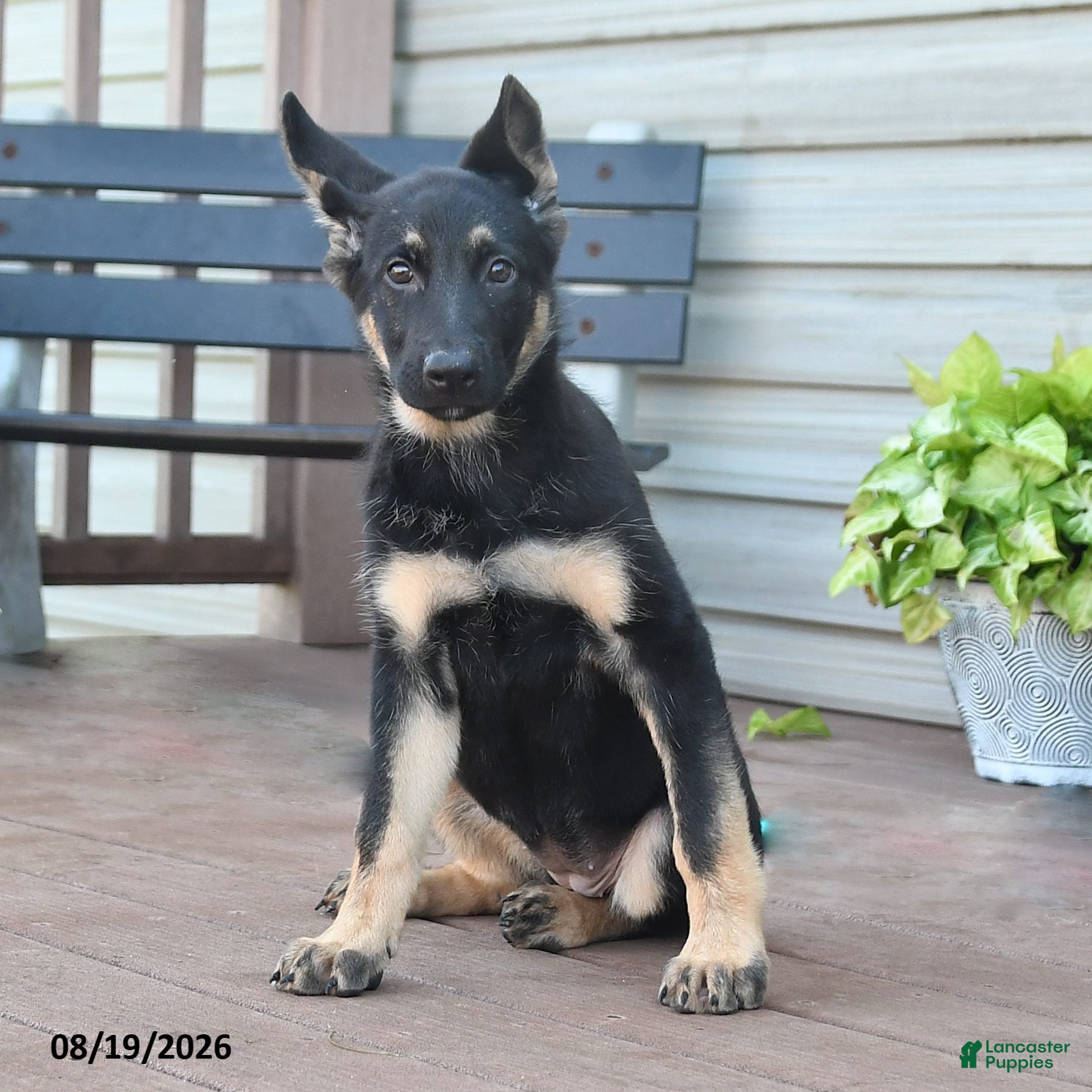 German Shepherd dogs Freya - Ad 1