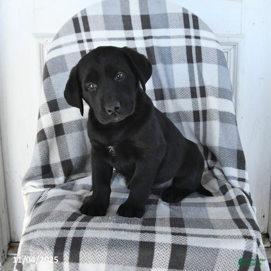 Labrador Retriever dogs Tina - Ad 17