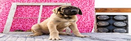 English Mastiff dogs for sale: Zeke - Ad 11