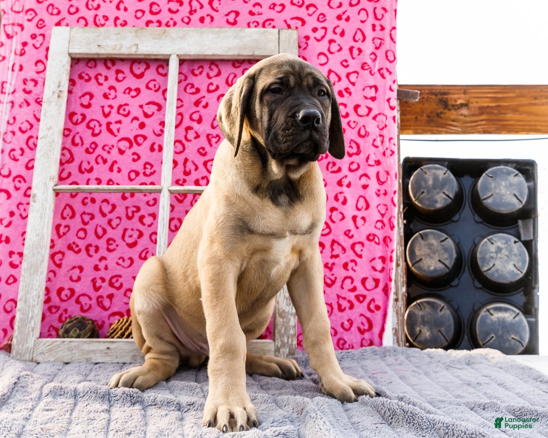 English Mastiff dogs for sale: Zeke - Ad 11