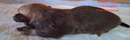 Havanese dogs for sale: Dark Red Female Havanese  - Ad 2