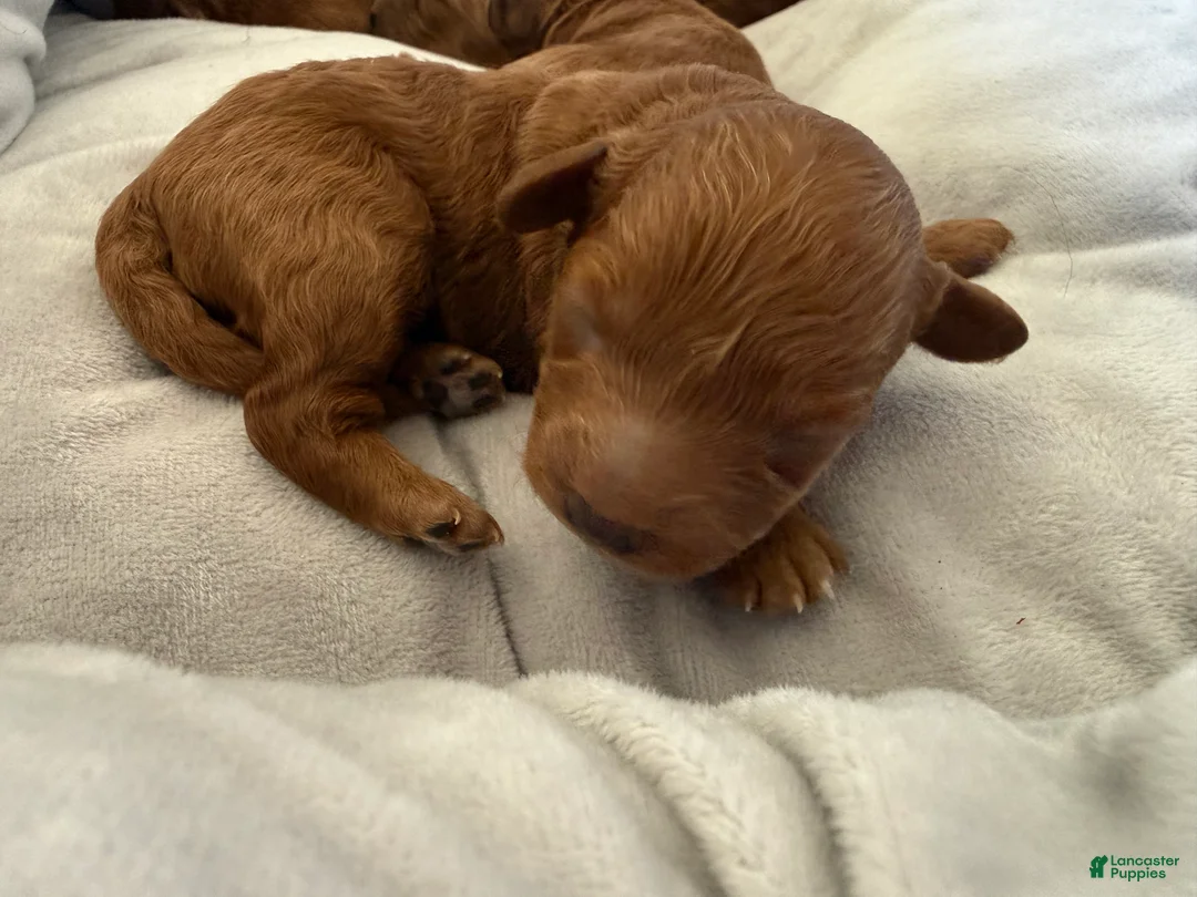 Miniature Poodle dogs for sale: Miniature Poodle 1 - Ad 2