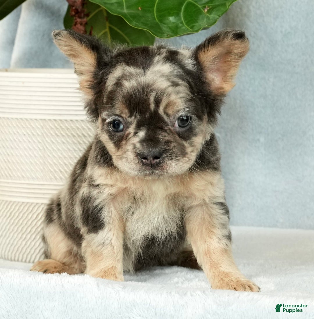 French Bulldog dogs for sale: Ashley - Ad 6