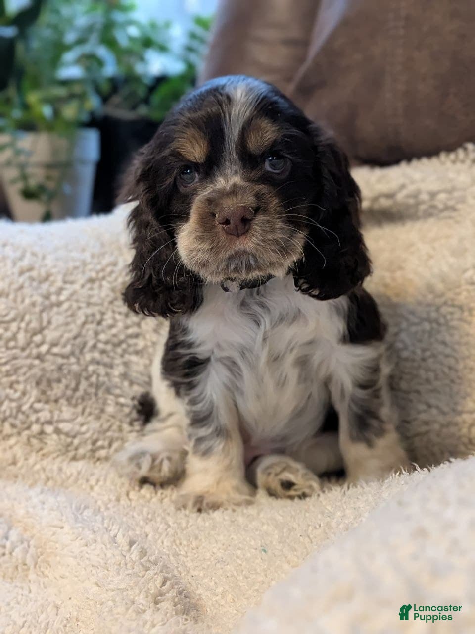 Cocker Spaniel dogs Vince - Ad 26
