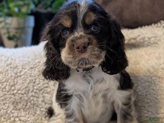 Cocker Spaniel dogs Vince - Ad 26
