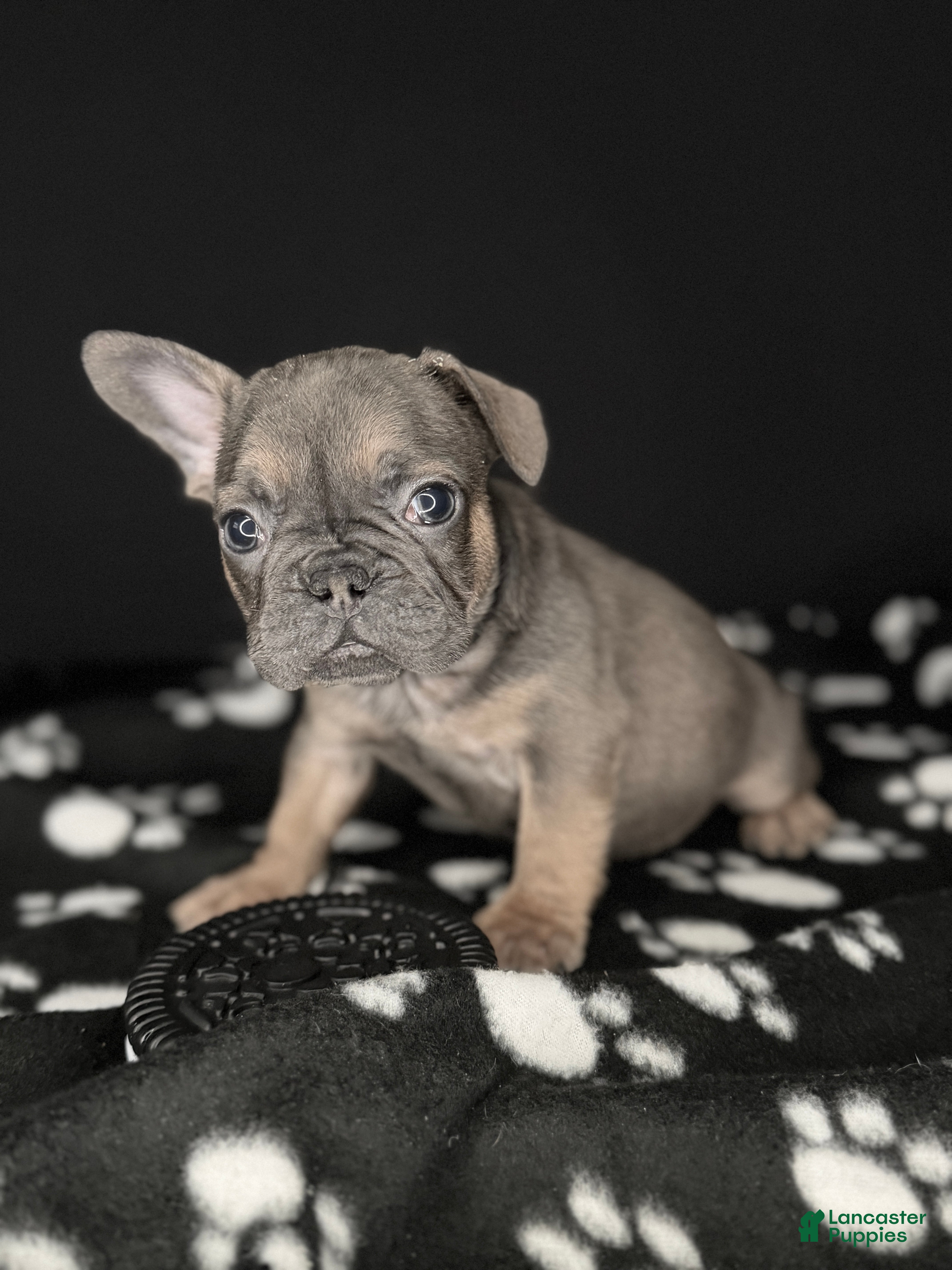 French Bulldog dogs COCO 🩷 - Ad 2