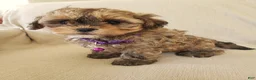Shihpoo dogs for sale: PIXIE - Ad 5
