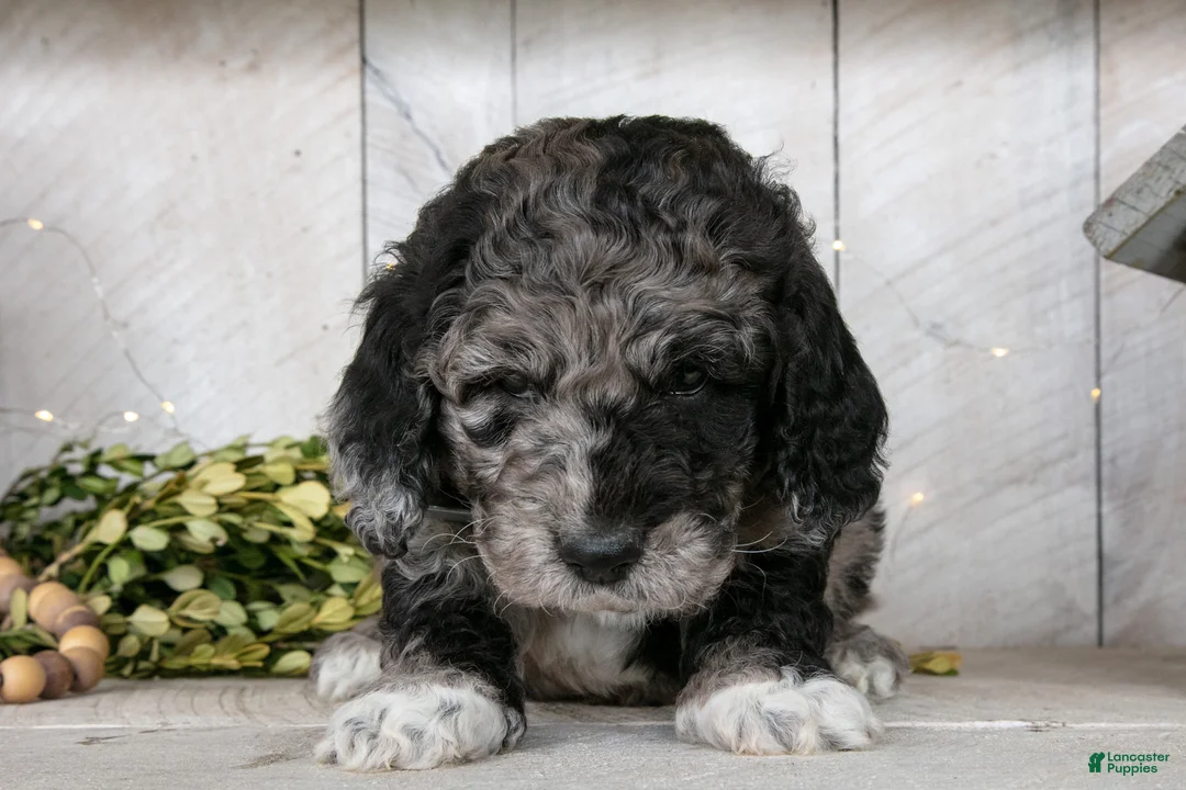 Miniature Labradoodle dogs for sale: Alec - Ad 3