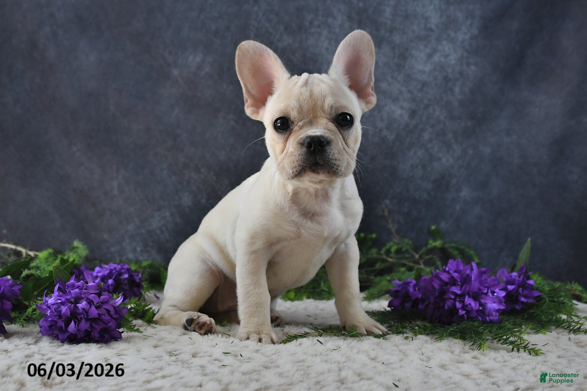 French Bulldog dogs Ivory - Ad 1
