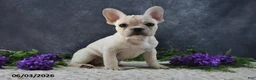French Bulldog dogs for sale: Ivory - Ad 1