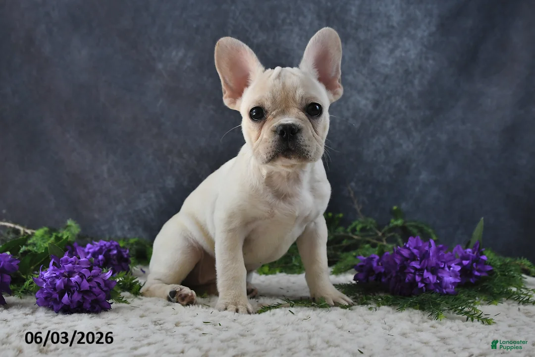 French Bulldog dogs for sale: Ivory - Ad 1