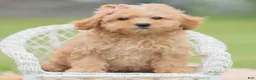 Maltipoo dogs for sale: Pixie - Ad 5