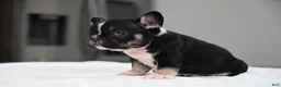 French Bulldog dogs for sale: Poppy - Ad 4