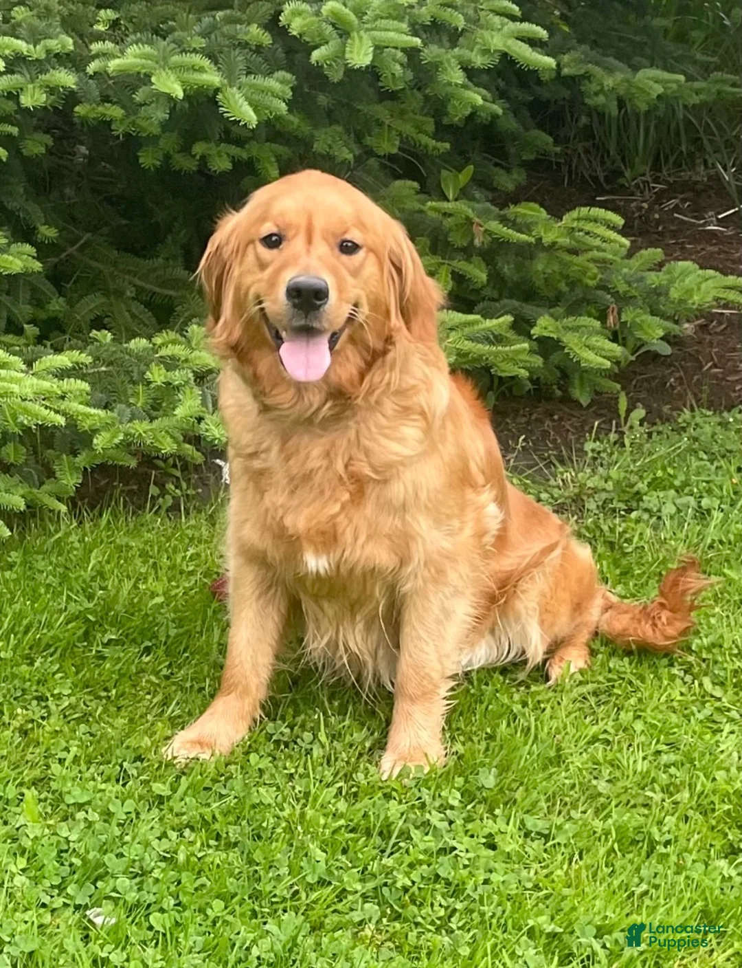 Golden Retriever dogs for sale: Dash - Ad 3